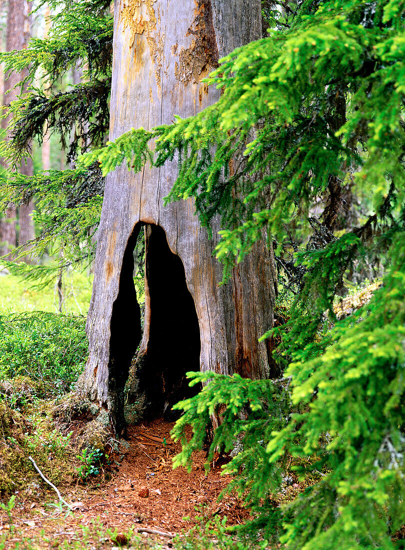 Old Pine trunk damaged by fire. Björnlandets National Park. Sweden