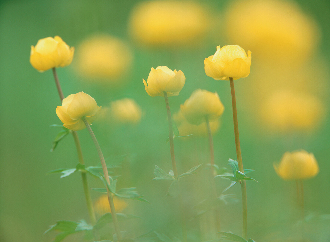 Globe-flowers (Trollius europaeus). Lapland. Sweden