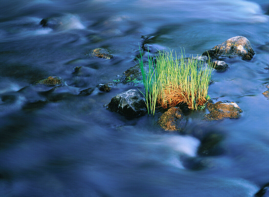 Grass and streamy water. Färnebofjärdens National Park. Gästrikland. Sweden