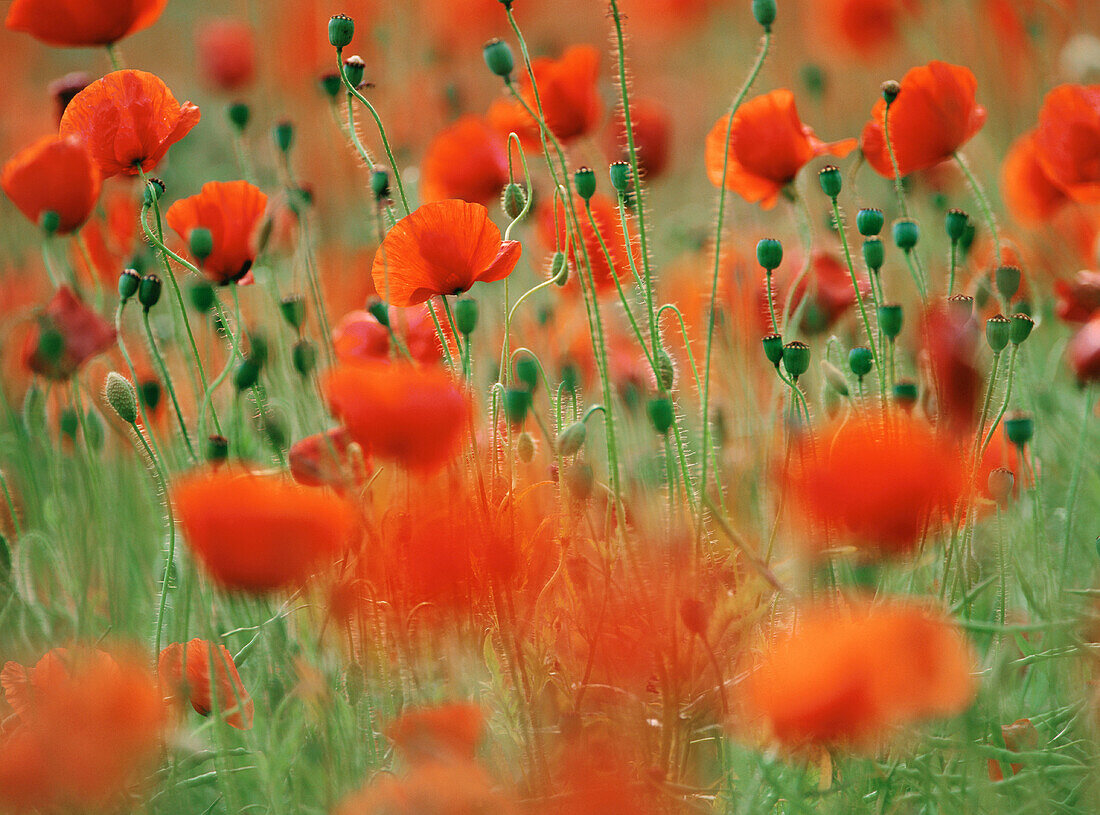 Flanders Poppies (Papaver rhoeas). Gotland. Sweden