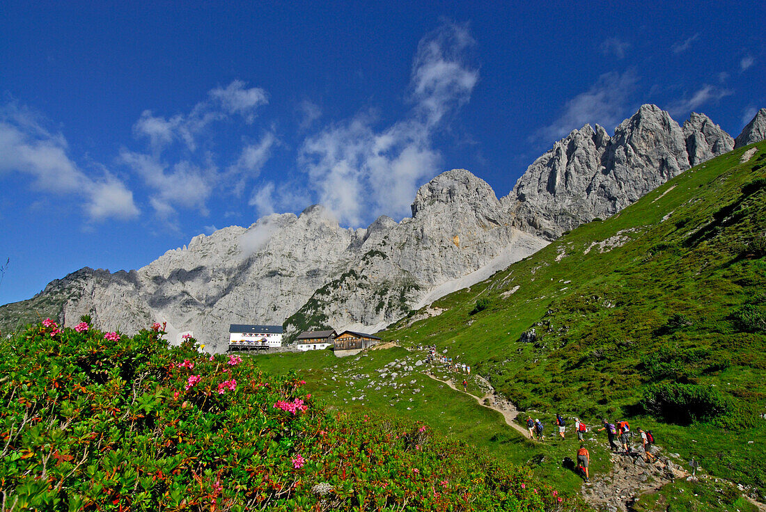 sea of alpine roses with lodge Gruttenhütte and group of hikers, Treffauer, Kaiserkopf and Ellmauer Halt in background, Kaiser range, Tyrol, Austria