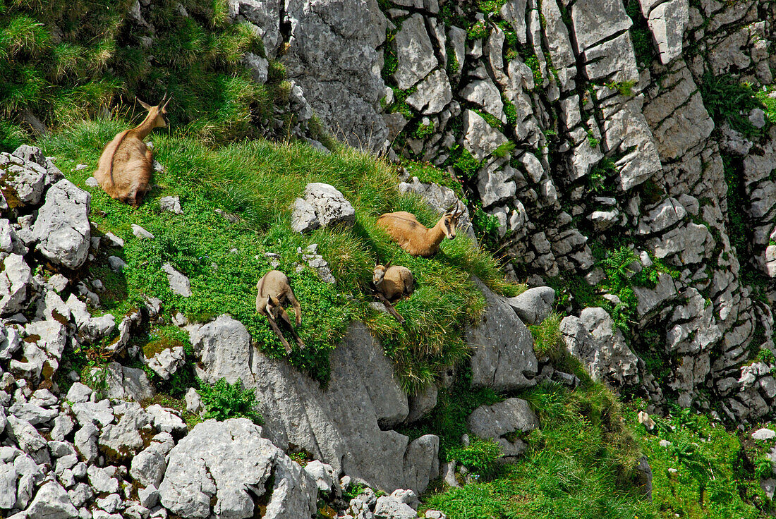 Two chamois and two fawns (baby chamois), Kaiser range, Tyrol, Austria