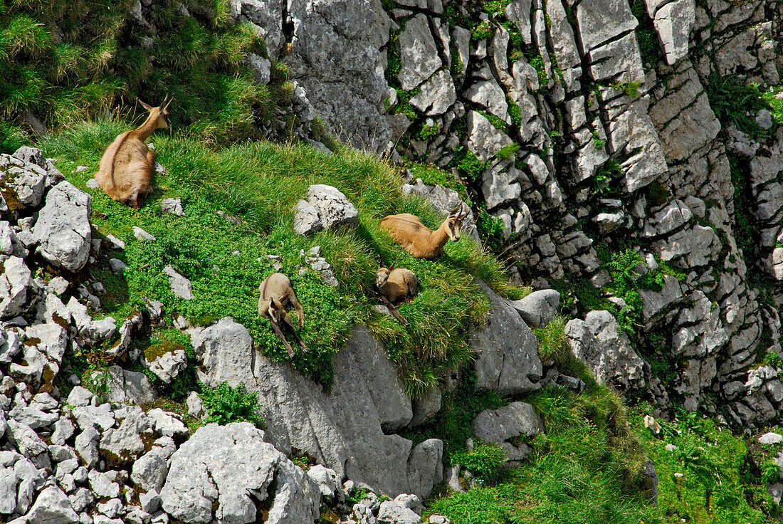 Zwei Gämsen (Gemsen) mit zwei Kitzen, Wilder Kaiser, Kaisergebirge, Tirol, Österreich