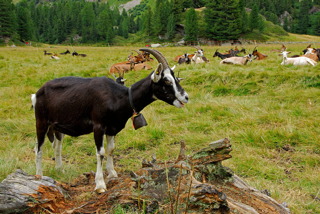 Ziegen auf einer Almwiese, Alp da Cavloc, Malojapass, Engadin, Graubünden, Schweiz