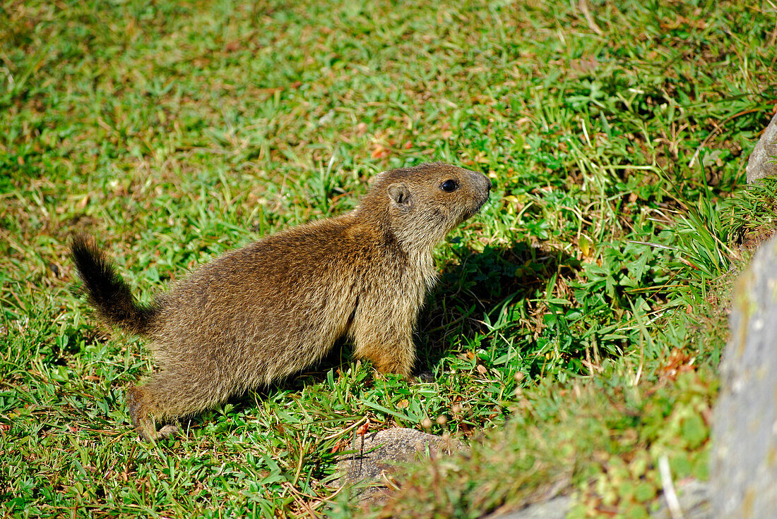 baby marmot, Lago del Naret (Lago del Narèt), Ticino, Switzerland