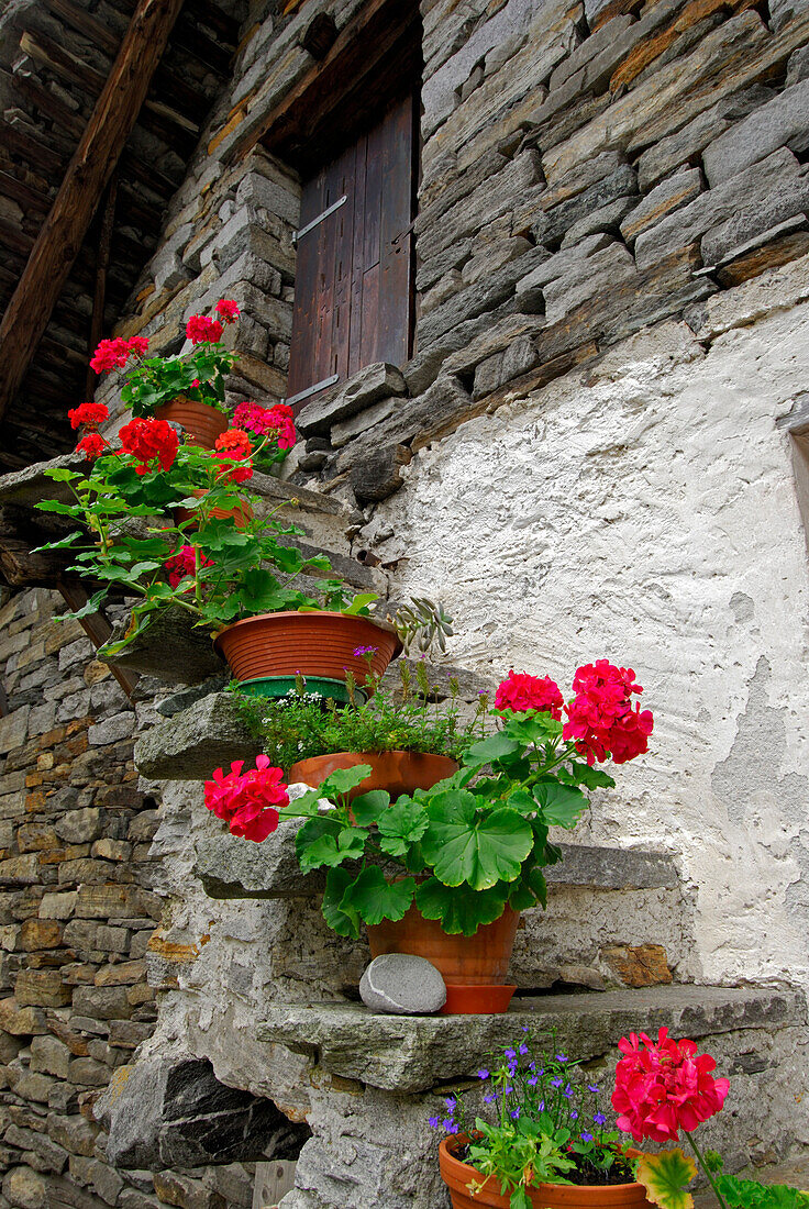 Blumentöpfe mit Geranien auf einer Treppe, Rustici, Brione, Valle Verzasca, Kanton Tessin, Schweiz