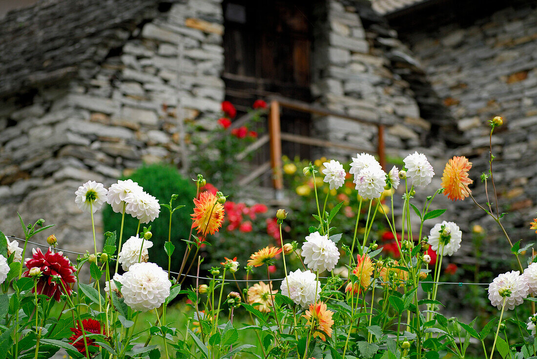Blumengarten mit Rustici, Brione, Valle Verzasca, Kanton Tessin, Schweiz
