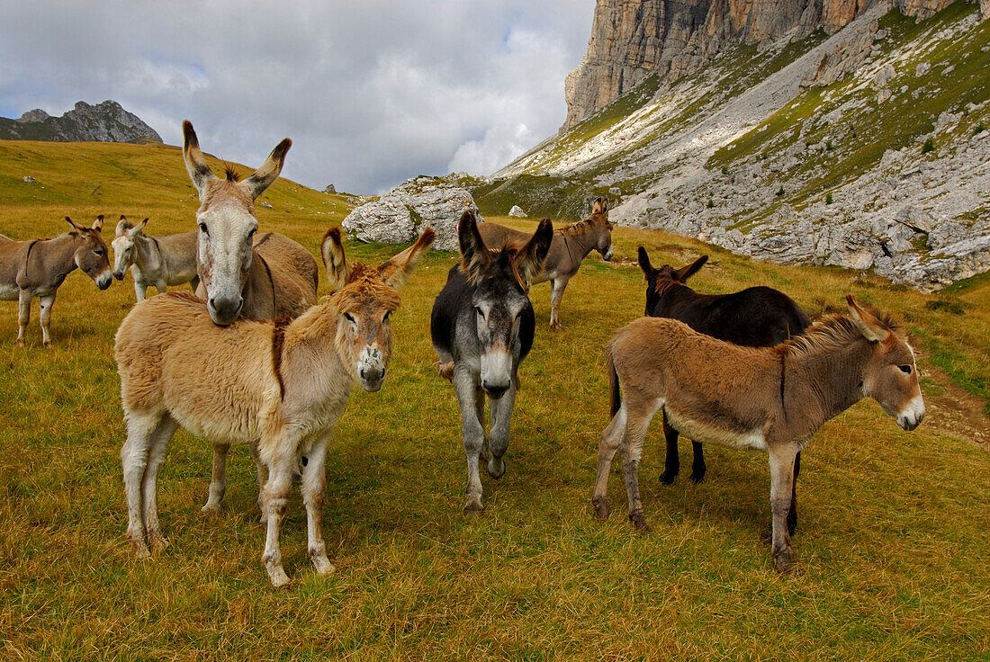Eselherde mit Pelmo im Hintergrund, Forcella Giau, Dolomiten-Höhenweg Nr. 1, Ampezzaner Dolomiten, Cortina d´Ampezzo, Dolomiten, Venezien, Italien