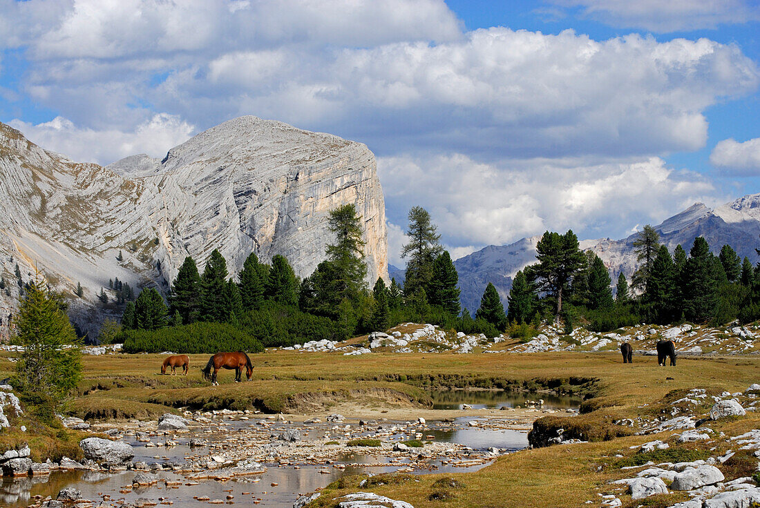 Pferde auf der Großen Fanesalm, Dolomiten-Höhenweg Nr. 1, Naturpark Fanes-Sennes, Dolomiten, Südtirol, Alta Badia, Italien