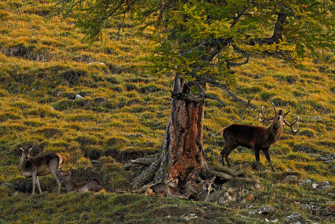 röhrender Rothirsch mit Hirschkühen bei der Brunft, Val Trupchun, Schweizer Nationalpark, Engadin, Graubünden, Schweiz