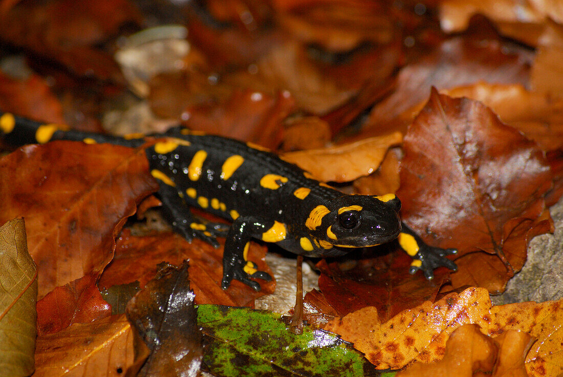 fire salamander