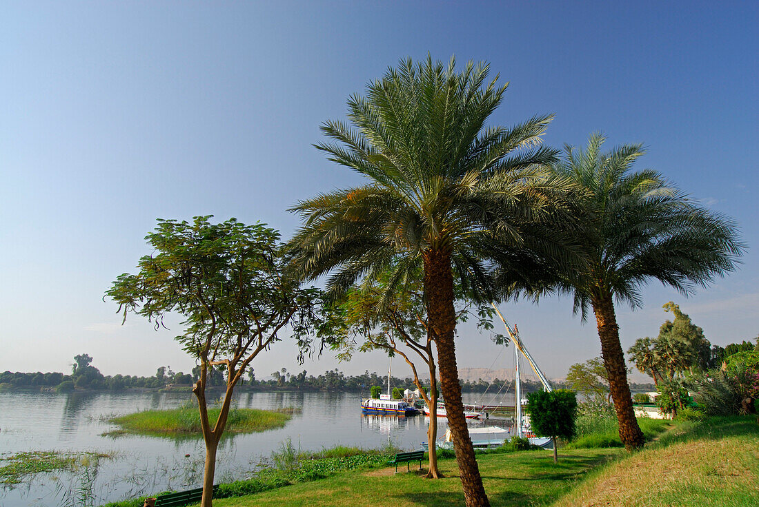 Palmen am Nilufer, Crocodile Island, Luxor, Ägypten, Afrika