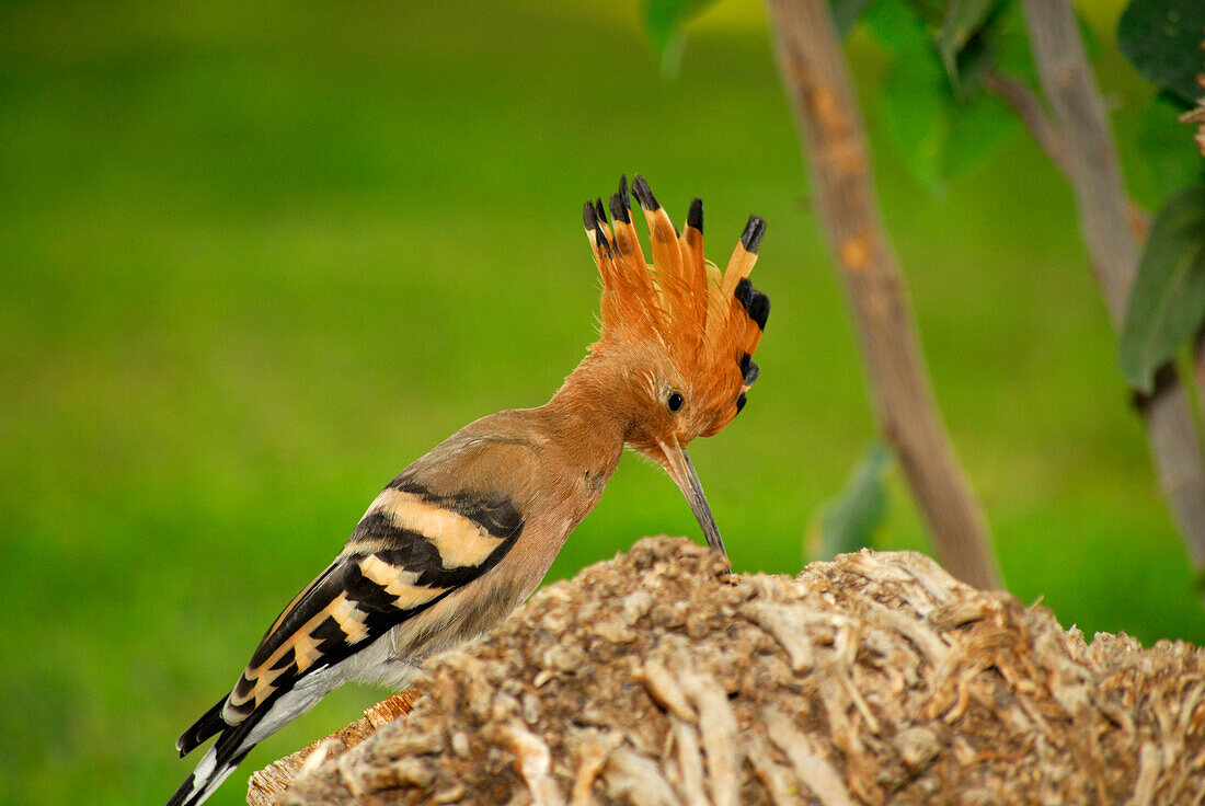 Hoopoe, Crocodile Island, Luxor, Egypt, Africa