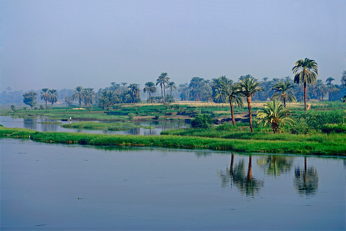 Nilkreuzfahrt, Bauernwiesen am Ufer mit Palmen, Nil Abschnitt Luxor-Dendera, Ägypten, Afrika