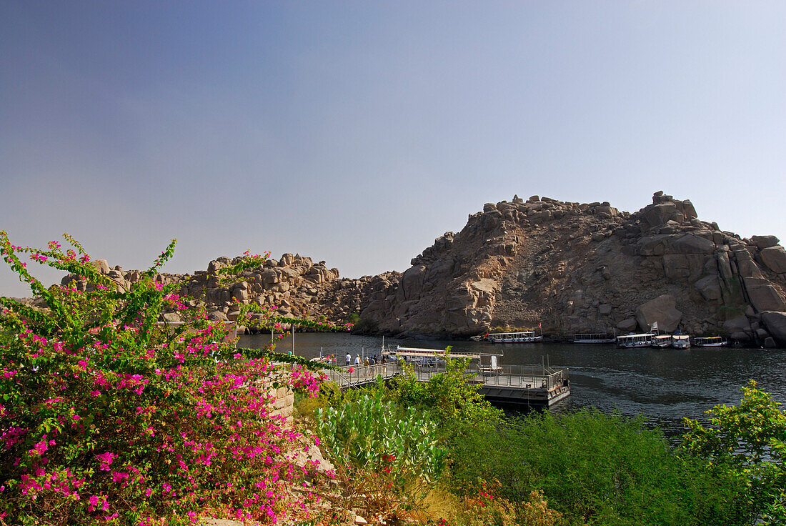 Flowering bush on island Philae, lake Aswan (reservoir), Egypt, Africa