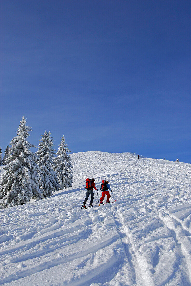 Three backcountry skiers ascending Wertacher Hoernle, Allgaeu Alps, Bavaria, Germany