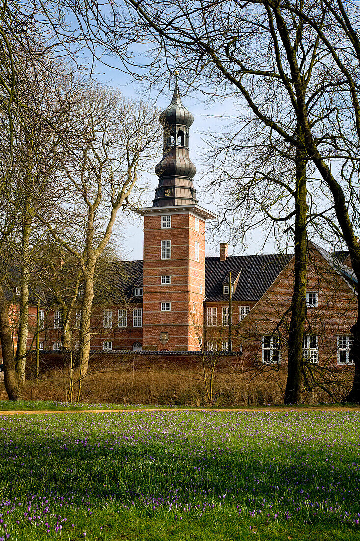 Crocus-blossom in the palace garden, Husum, Schleswig-Holstein, Germany