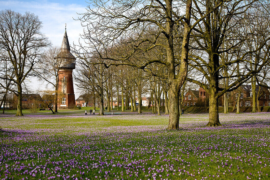 Crocus-blossom in the palace garden, Husum, Schleswig-Holstein, Germany