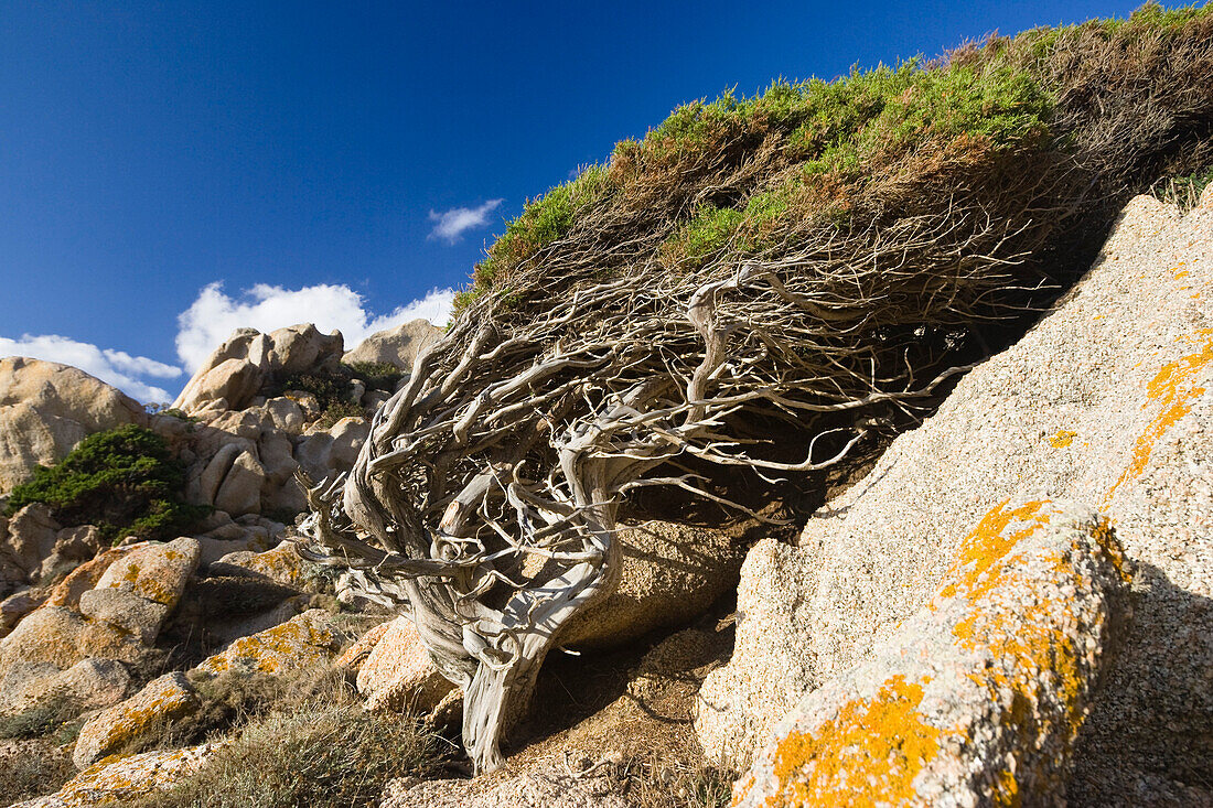 windswept Juniper Tree at Capo Testa, Sardinia, Italy