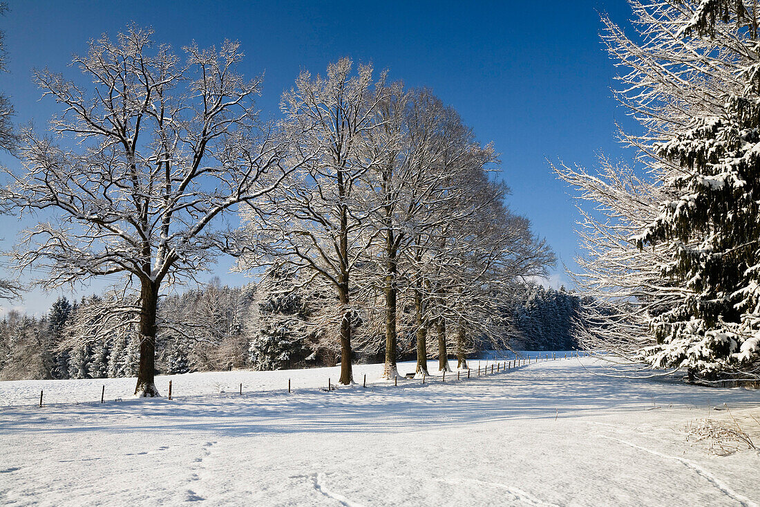 Snowcovered winterlandscape in Upper Bavaria, Germany