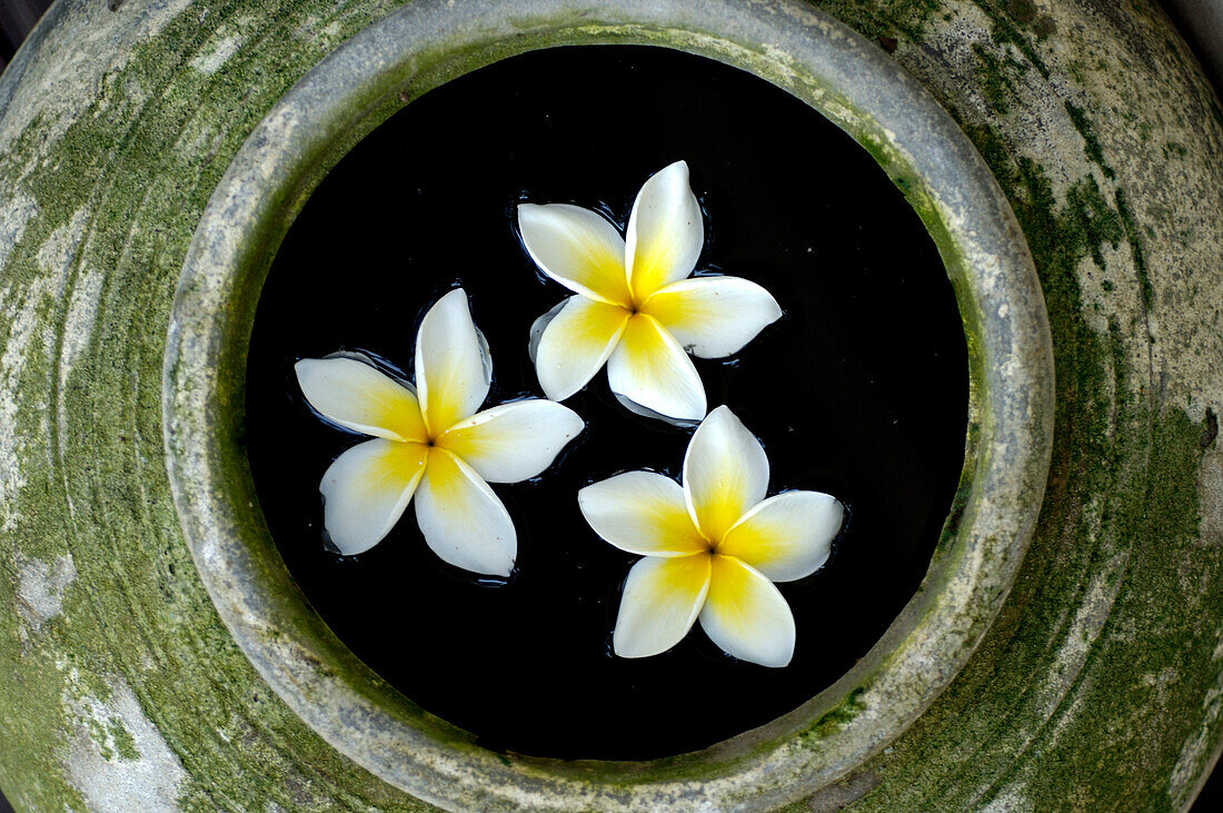 Close up of flowers in the Spa, Kirimaya Design Hotel, Thailand