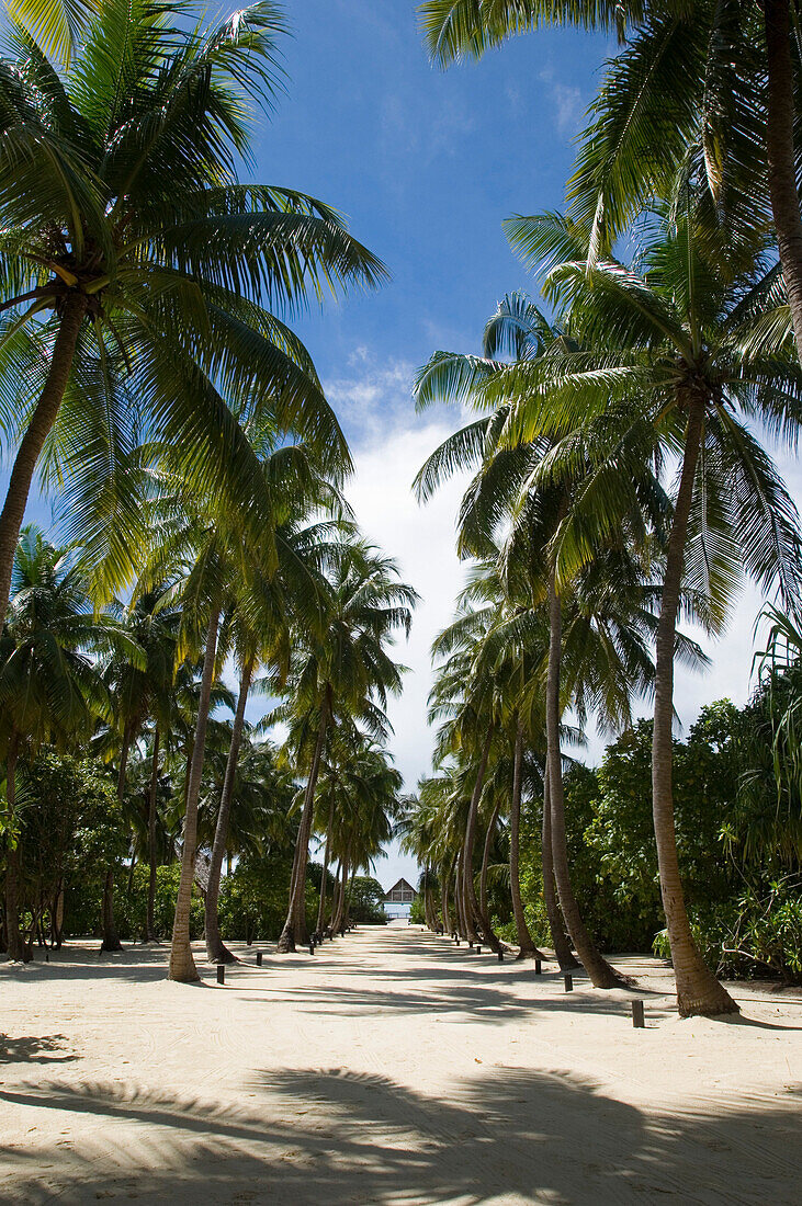 Palm tree lined path, Four Seasons Resort Landaa Giraavaru, Maldives
