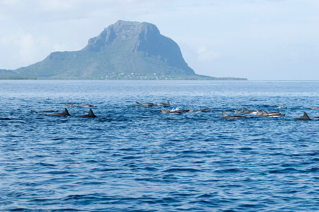 Swimming with dolphins, a school of dolphins swimming by, Sea, Mauritius