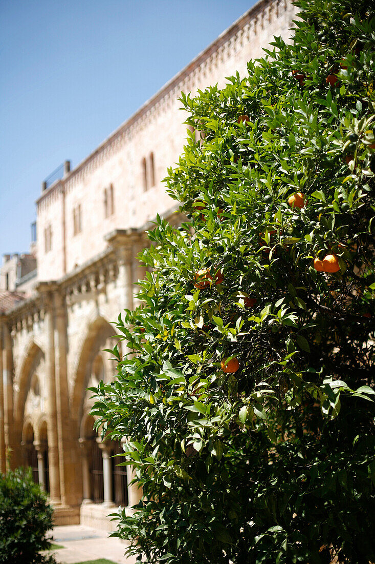 Orangenbaum vor Catedral de Santa Maria Kloster, Tarragona, Katalonien, Spanien