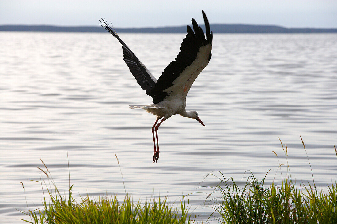 Bird sanctuary in the Nemunas delta, Lithuania