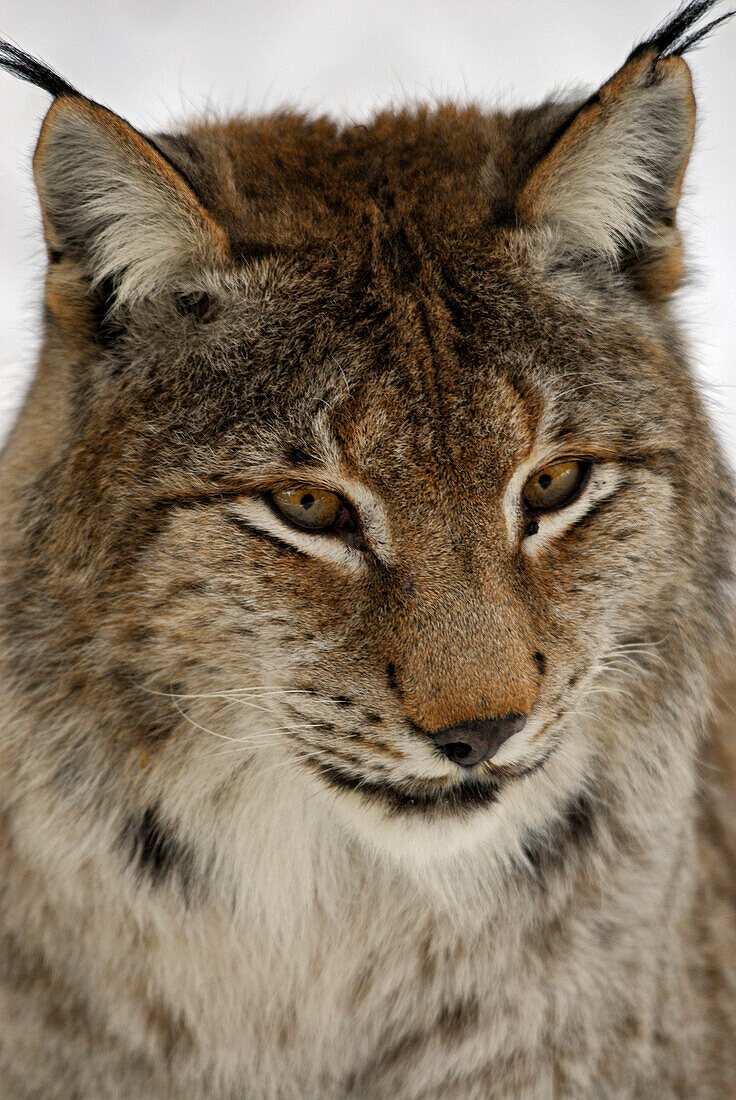 Luchs (Lynx lynx), Freigehege Nationalpark Bayerischer Wald, Niederbayern, Bayern, Deutschland