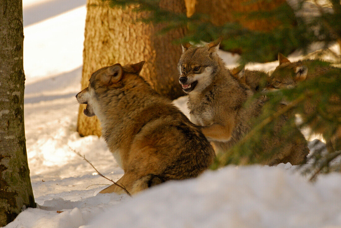 Wolf, drei Wölfe in Interaktion, Freigehege Nationalpark Bayerischer Wald, Niederbayern, Bayern, Deutschland