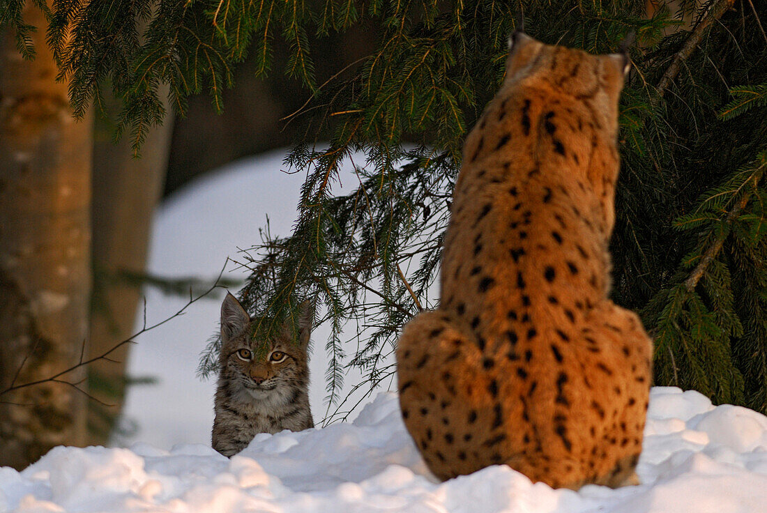 Luchs, Weibchen mit Jungtier, Freigehege Nationalpark Bayerischer Wald, Niederbayern, Bayern, Deutschland