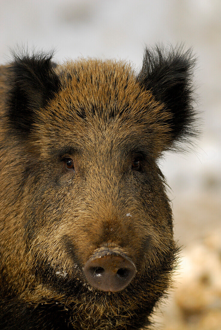 Wild boar (Sus scrofa), Bavarian Forest National Parc, Lower Bavaria, Bavaria, Germany