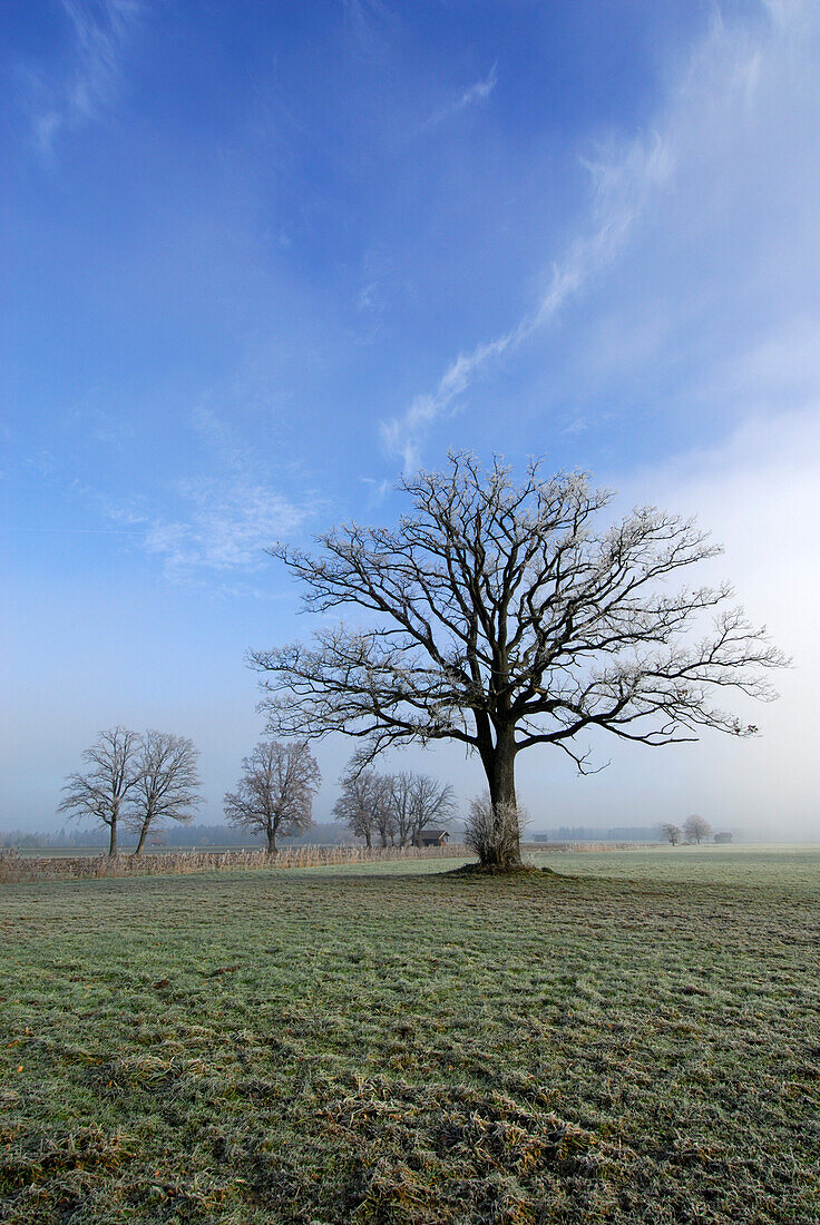 Bare oak trees in fog, Bad Feilnbach, Upper Bavaria, Bavaria, Germany