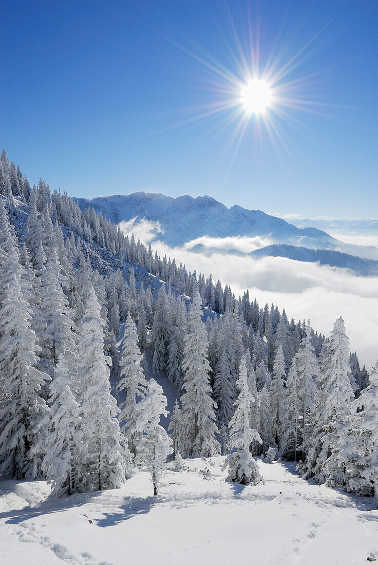 View over snow covered coniferous forest and sea of fog over Inn valley to Wilder Kaiser, Zahmer Kaiser, Kaiser Range, Tyrol, Austria