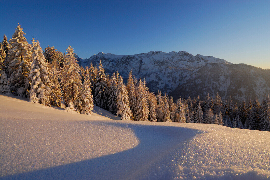 Snow-covered winter forest with hoar frost, rime ice on snow, Wilder Kaiser range in background, Zahmer Kaiser, Kaiser range, Kufstein, Tyrol, Austria