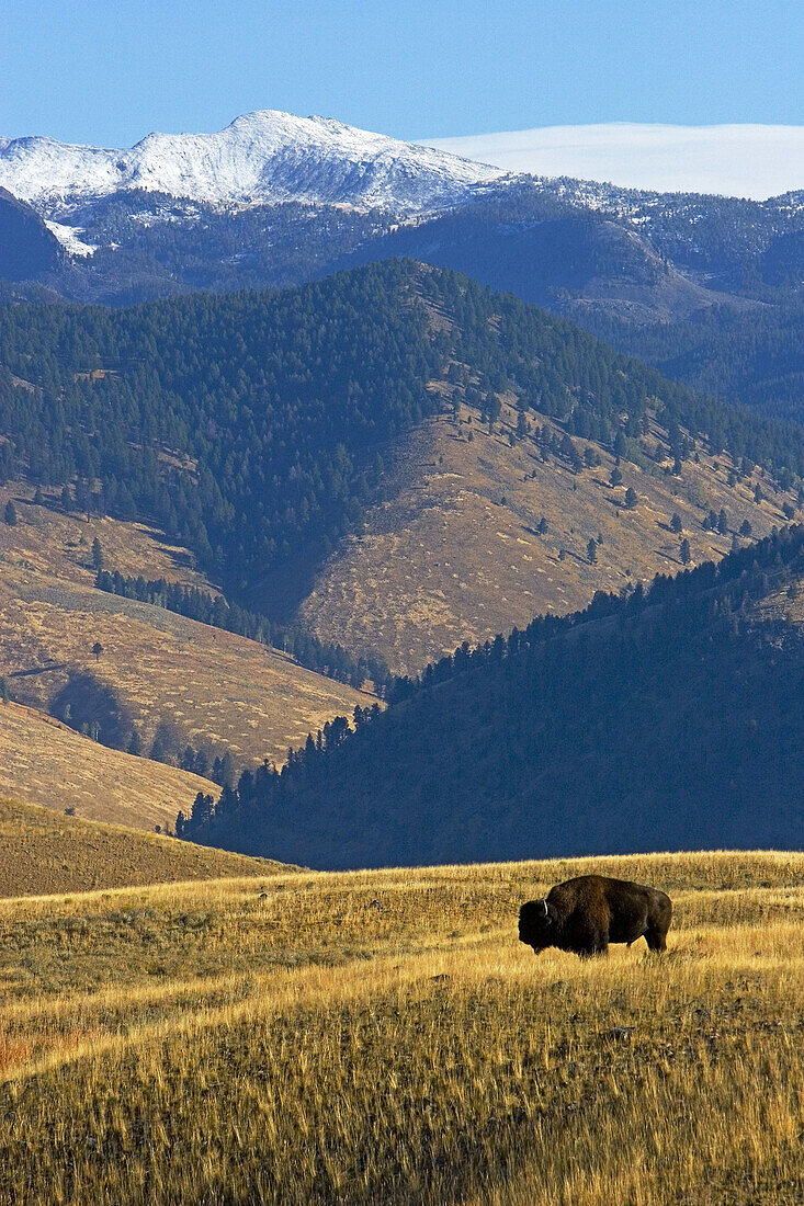 The American bison, or buffalo, in a vast landscape of America. Yellowstone National Park, USA