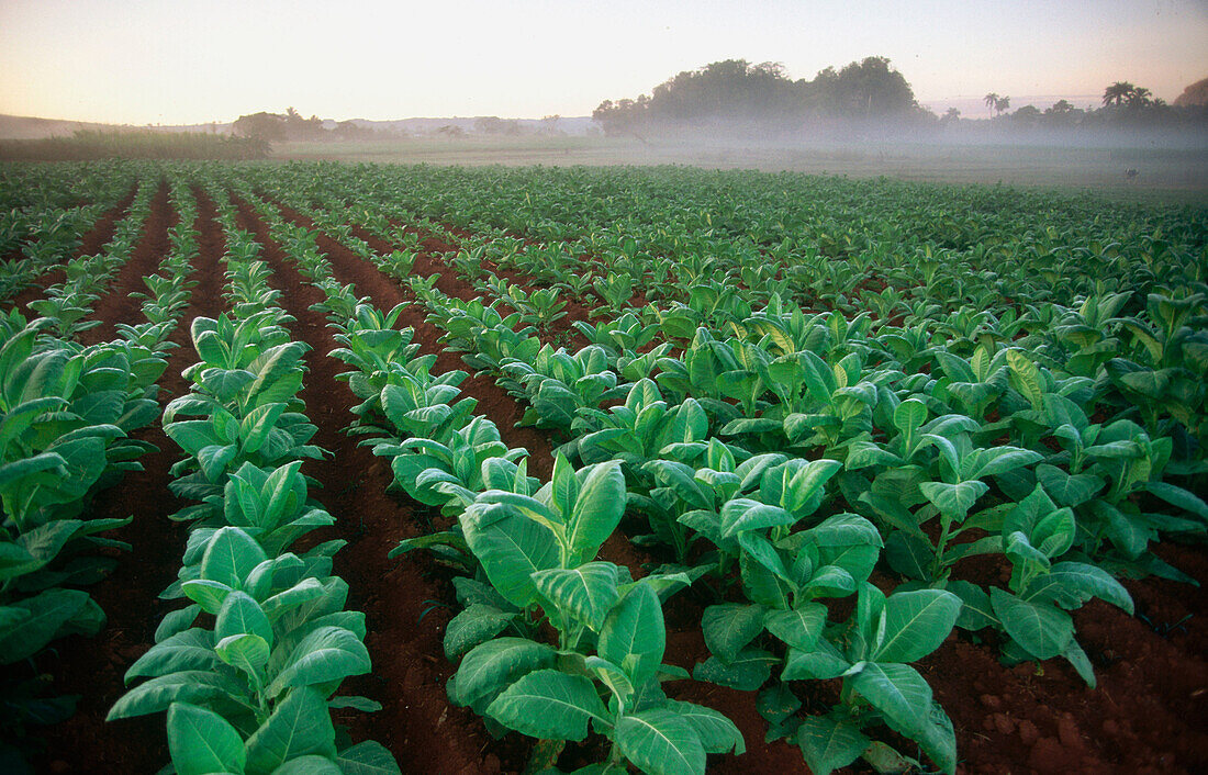 Tobacco fields. Pinar del Rio. Cuba
