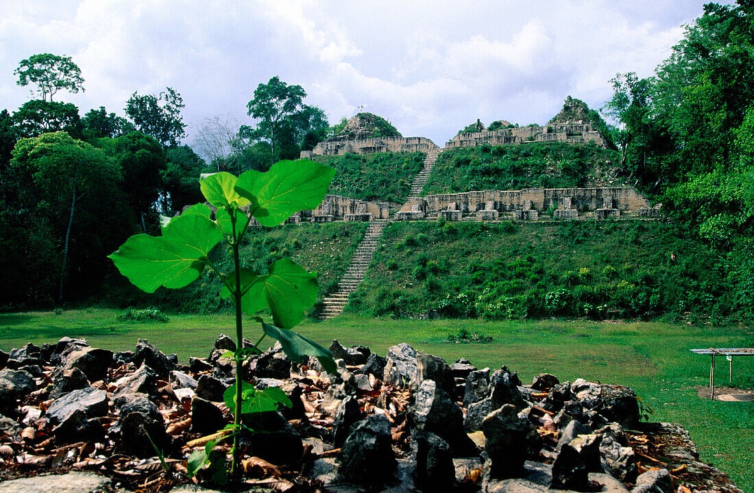 Pyramid at the old Mayan city of Caracol. Belize