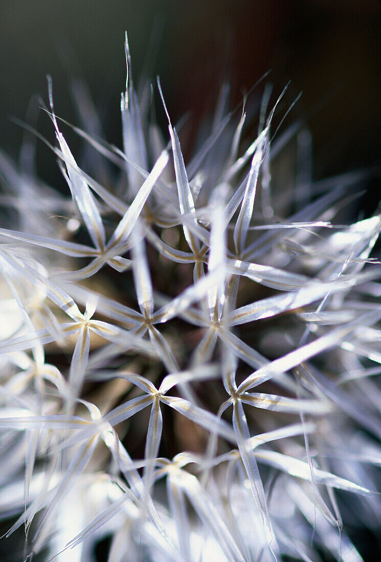 Wildflower detail.