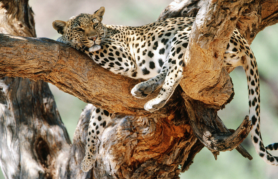 Leopard (Panthera pardus). Namibia