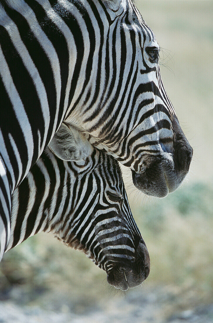 Burchell s Zebras (Equus burchelli). Etosha National Park. Namibia