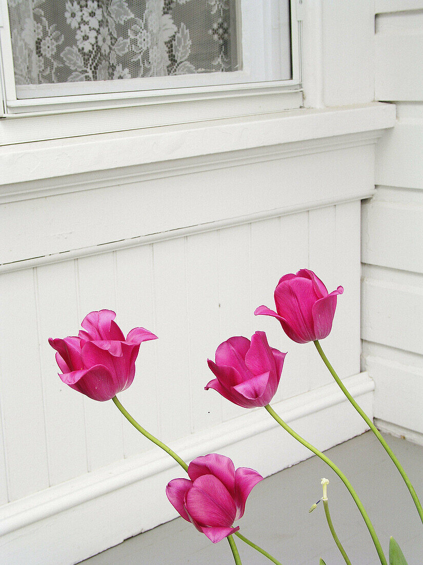 Pink flowers in white wood background