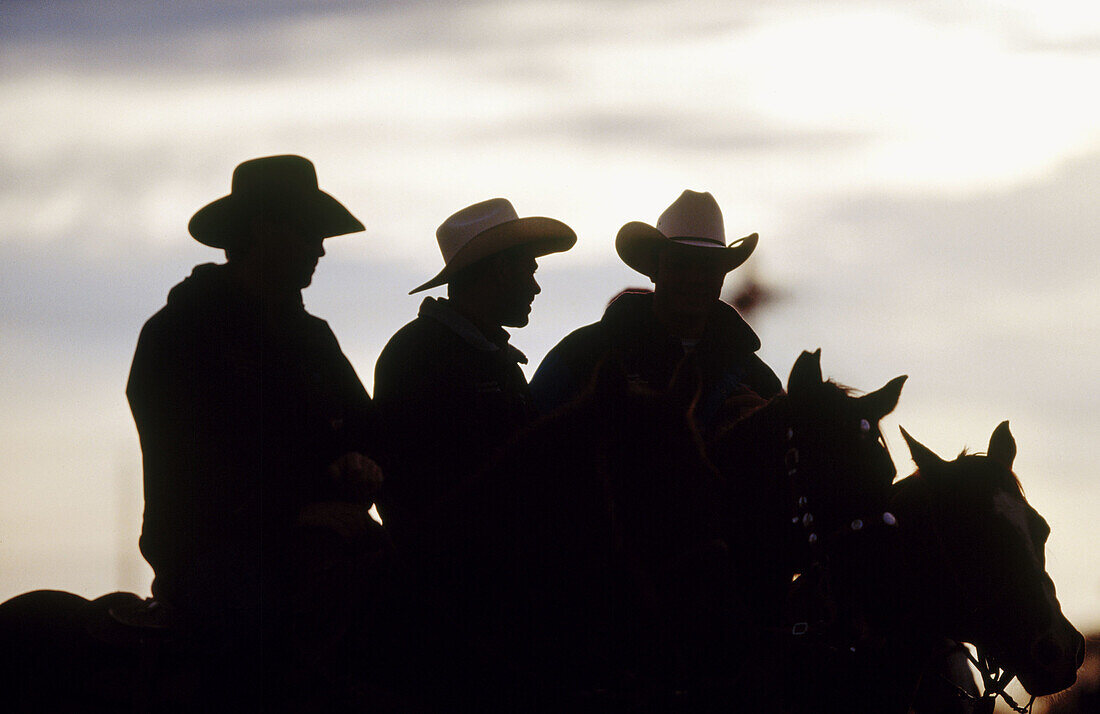 Horses warmed up at dawn. Tucson. Arizona. USA