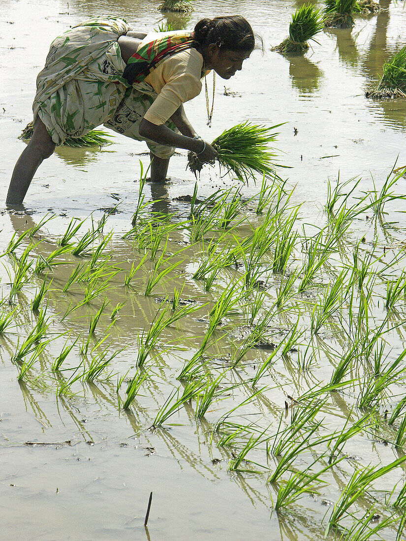 Woman plants rice seedlings in a flooded rice paddies. Karnataka, India