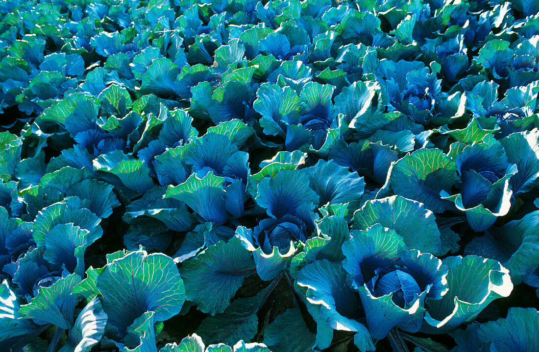 Cabbages (Brassica oleracea)
