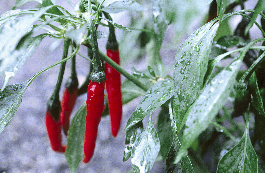 Chili pepper (Capsicum frutescens)