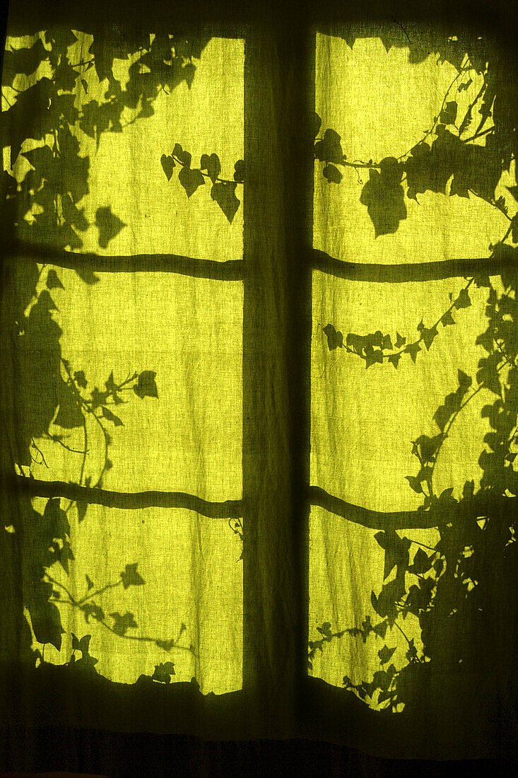 Back-light, Backlight, Botany, Color, Colour, Curtain, Curtains, Green, Green tone, Indoor, Indoors, Interior, Leaf, Leaves, Mysterious, Mystery, Pattern, Patterns, Plant, Plants, Silhouette, Silhouettes, Texture, Textures, Toned, Window, Windows, G40-620