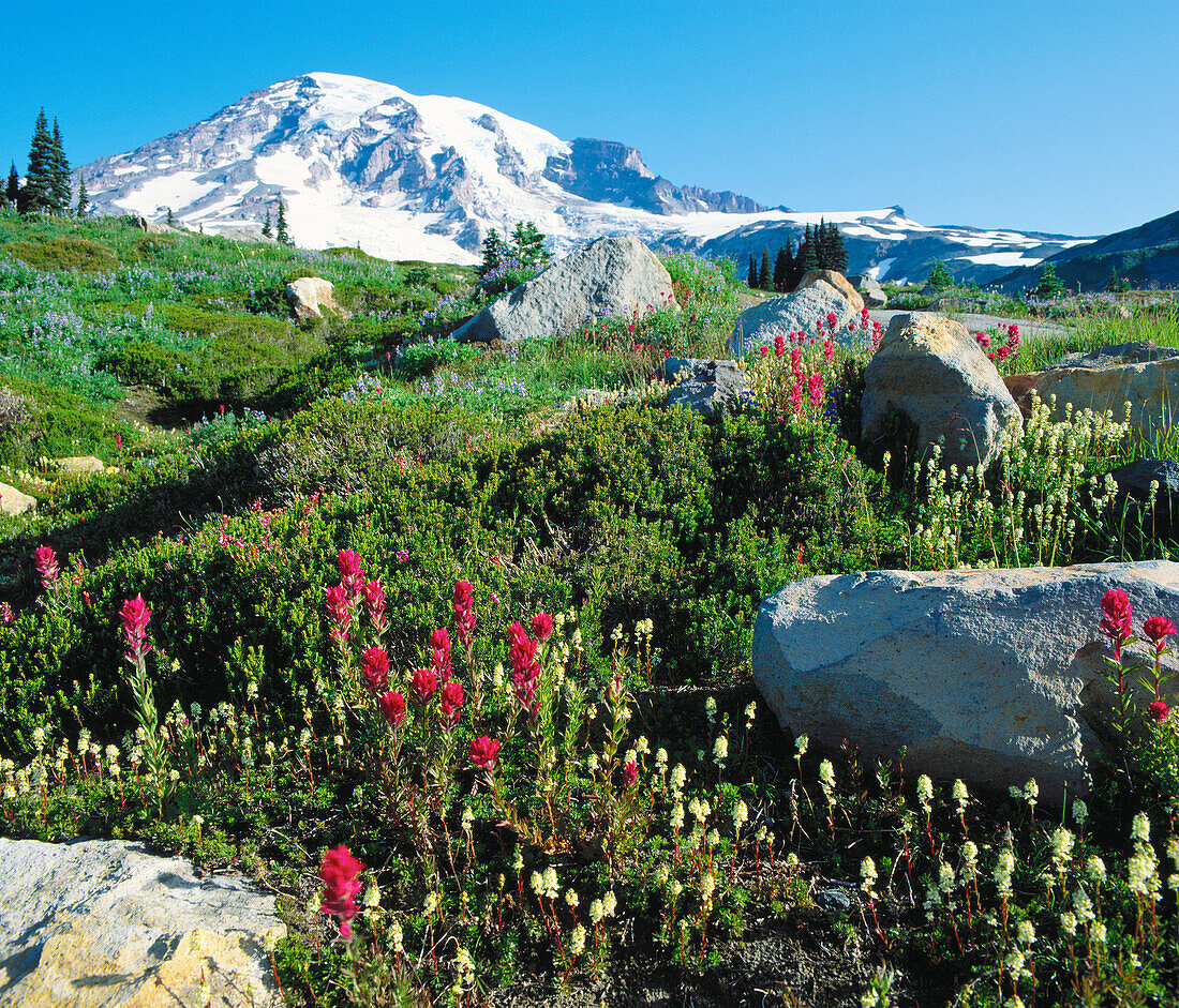 Paradise Valley. Mount Rainier National Park. Washington. USA