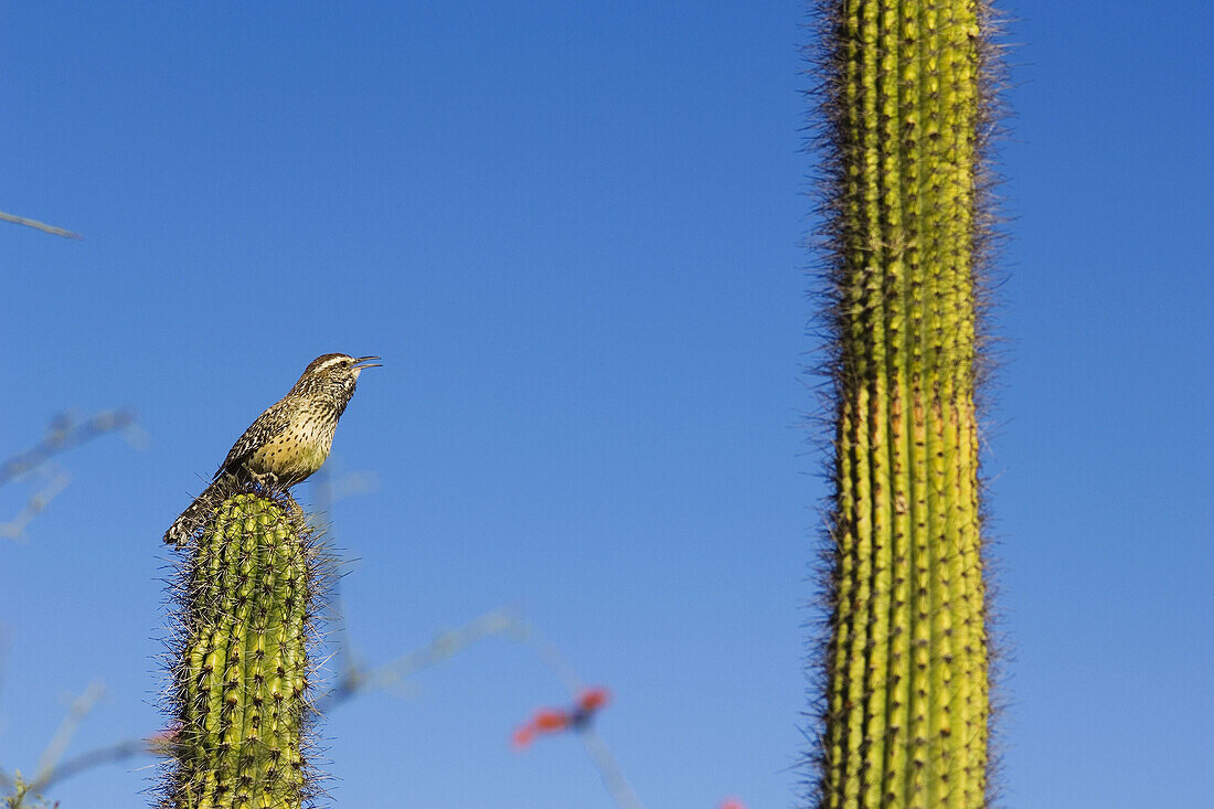 Cactus Wren (Campylorhynchus brunneicapillus)